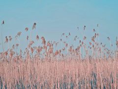-合肥滨湖国家森林公园
