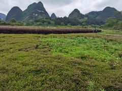 -靖西鹅泉风景区