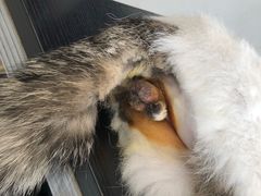 -香河县乐康动物诊所