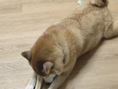 -是阿柴呀！柴犬咖啡·爱喵喵猫咖