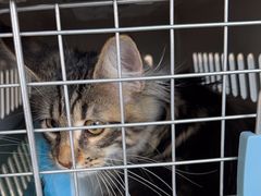 -艾贝尔宠物医院·24H转诊中心·肿瘤猫专科(江宁双龙店)