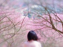 -新建村梅花