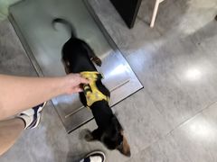 -严国平动物医院(德政总院)