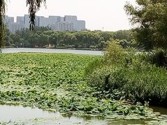 -大兴滨河森林公园