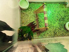 -帕帕拉兹宠物(亚洲旗舰店)