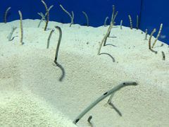 -上海海洋水族馆