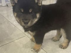 -柴犬小屋·柴餐厅·狗咖食堂(金鼎广场店)