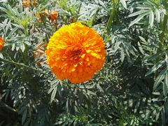 -北京东方普罗旺斯薰衣草庄园