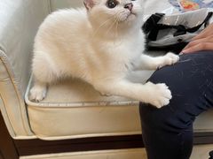 -lincat·猫舍(广州店)