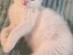 -创凡宠物医院·骨专科  猫科中心(西乡分院)