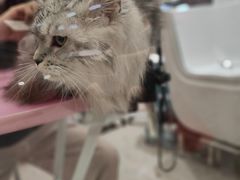-FAELING PETS美天灵宠物(合生汇店)