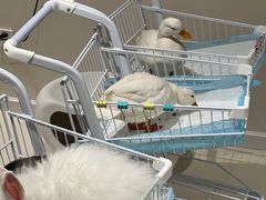 -怪兽屋·羊驼·猫咖·狗咖(俊华广场店)