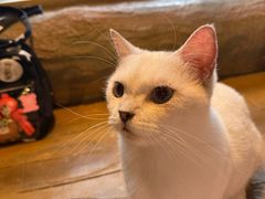 -猫猫幼稚园·撸猫·桌游·电玩