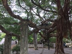 -小洲村