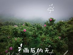 -密云玫瑰情园