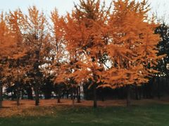 -元大都城垣遗址公园