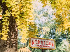 -三里屯东五街银杏大道