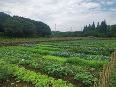-八卦田遗址公园