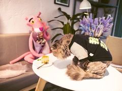 -喵屿·大理花园猫咖
