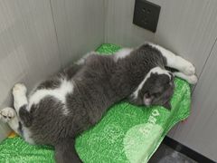 -东莞宠友24H宠物中心医院·转诊夜诊·异宠(新河北路院)