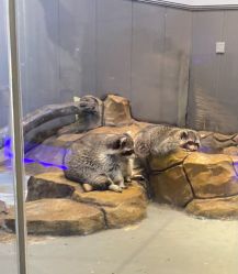 -未来动物城动物主题公园(大悦城店)