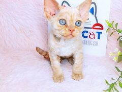 -十年猫舍·猫咪专门店(普陀店)