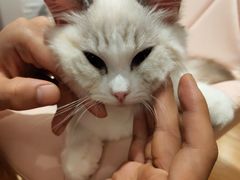 -momokira米努特·德文卷毛猫·棉花面纱犬