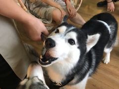 -Husky Go! 哈士奇体验馆·宠物咖啡厅狗咖