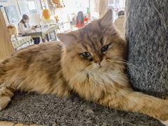 -平行世界·猫咖(首经贸店)