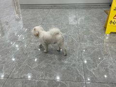 -艾贝尔宠物医院·宠保定点·超声绝育·免疫点(樱花路店)
