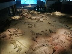 -自贡恐龙博物馆