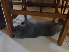 -瑞派福兴宠物医院犬猫全科·骨科·中西医结合(河东店)