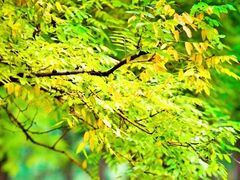 -朝阳公园游乐园