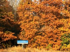 -上海海湾国家森林公园