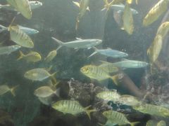 -洛阳龙门海洋馆
