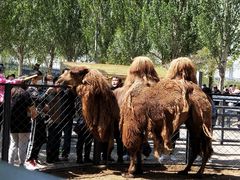 -长白岛森林公园