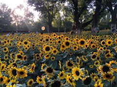 -长白岛森林公园