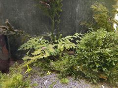 -上海大自然野生昆虫馆(东方明珠·爬宠昆虫探索中心)