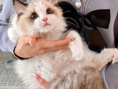 -lincat·猫舍(广州店)