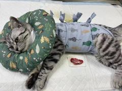 -派特宠物医院(圆融广场店)