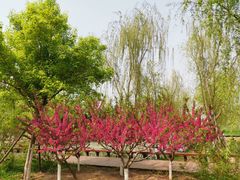 -永定河休闲森林公园