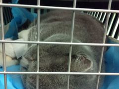 android_upload_pic-纳吉亚猫专科动物诊疗中心(蒋宅口分院)