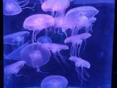 -欢乐海岸海洋奇梦馆