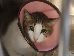 -御宝贝·A梦猫科宠物医院(国际猫友好医院)