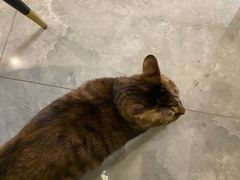 -爱贝特动物医院·猫口炎专科