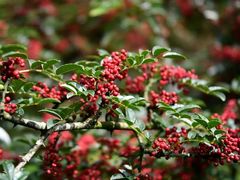 -御盛苑富隆汇·传承川菜·商务简餐(江北嘴店)