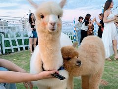 -Blue Concept Cafe&Farm·關於藍