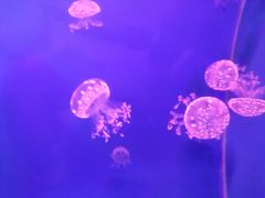-乌鲁木齐海洋馆