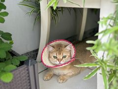 -莘程宠物医院(金山店)