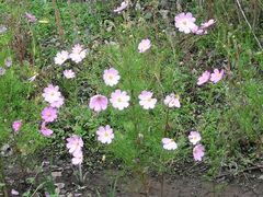 -泸沽湖国家级风景名胜区走婚桥